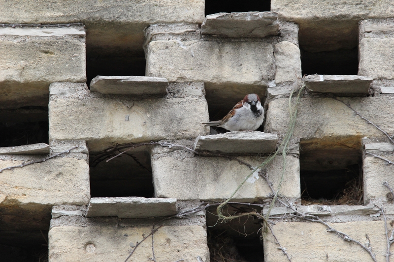 slideshow